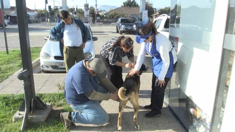 En Colbún realizan operativos veterinarios solidarios