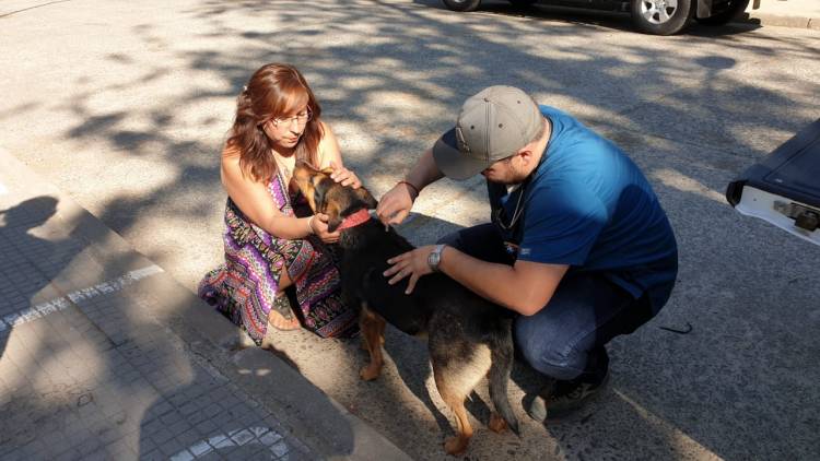 En Colbún realizan operativos veterinarios solidarios