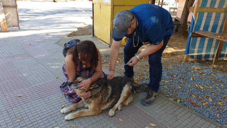 En Colbún realizan operativos veterinarios solidarios