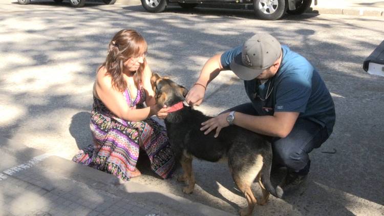 En Colbún realizan operativos veterinarios solidarios