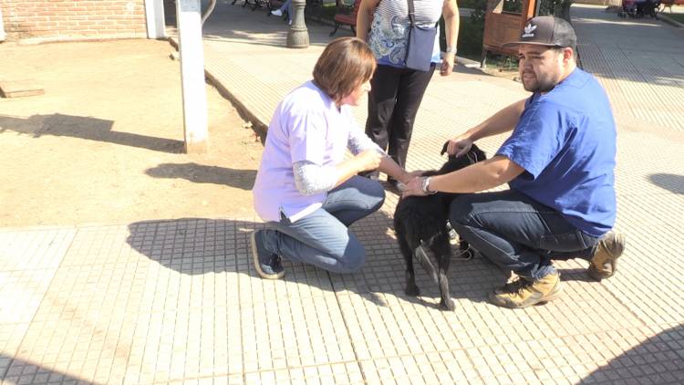 En Colbún realizan operativos veterinarios solidarios