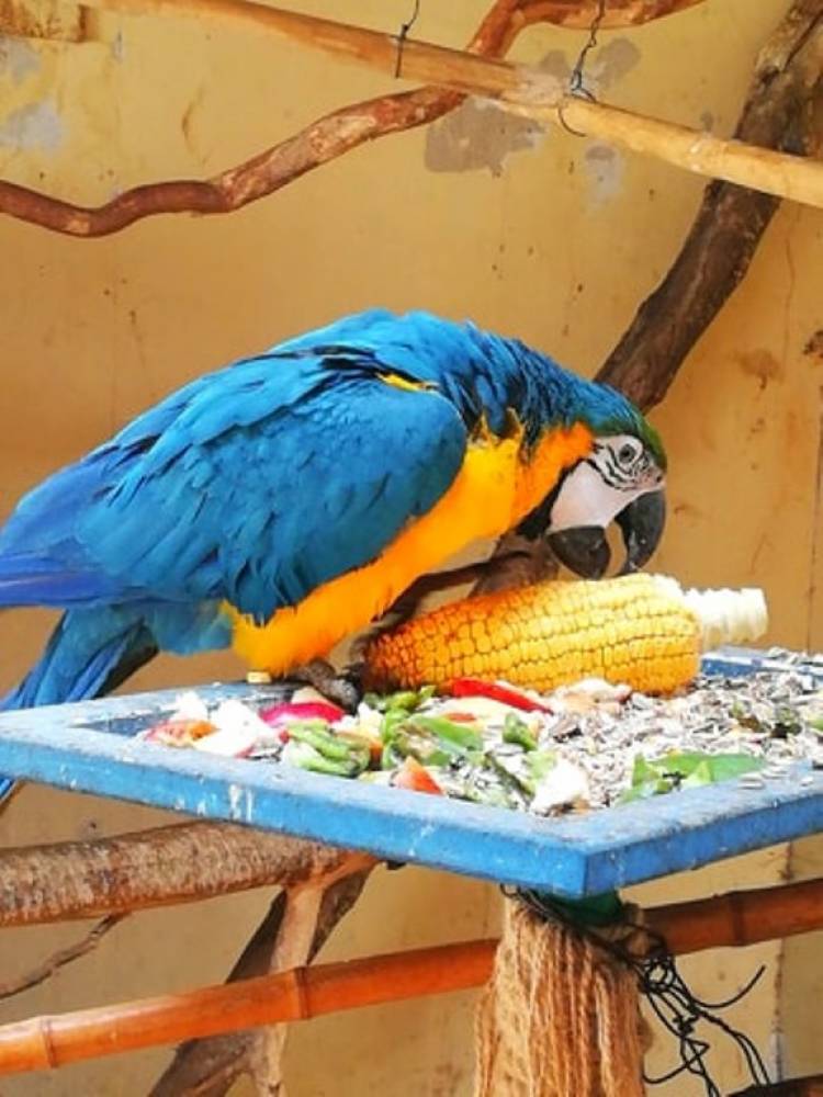 Guacamayos azules se suman a la familia de “Casa Noé, Mundo Animal”