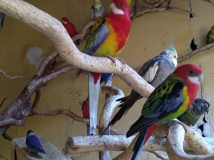 Guacamayos azules se suman a la familia de “Casa Noé, Mundo Animal”