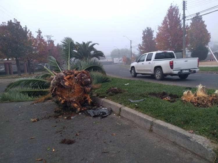 Misterioso “choque” termina con palmera en el suelo en Villa “María del Valle”