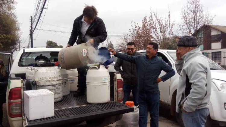 Indap apuesta por la inseminación artificial para mejorar calidad de ganado bovino de pequeños productores