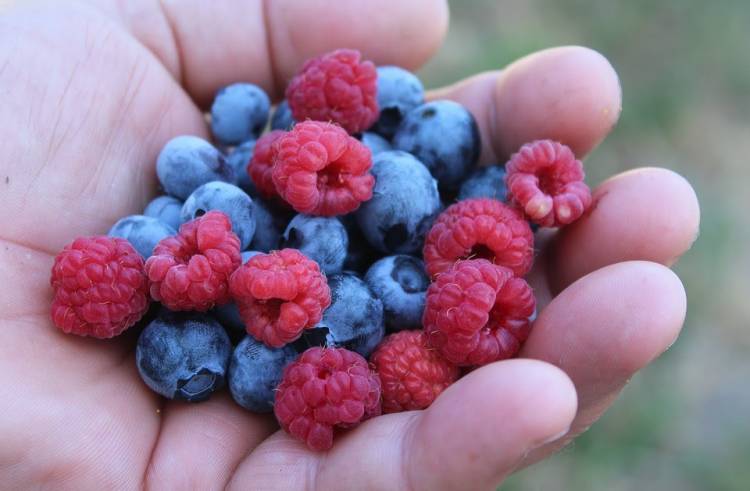 Fruticultores cuentan con dos seguros para proteger sus cultivos contra diversos riesgos