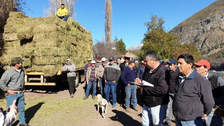 En marcha “plan forraje” en Colbún