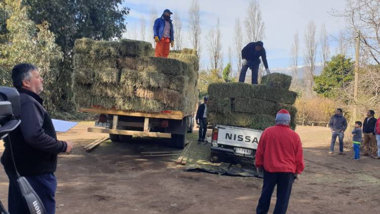 En marcha “plan forraje” en Colbún