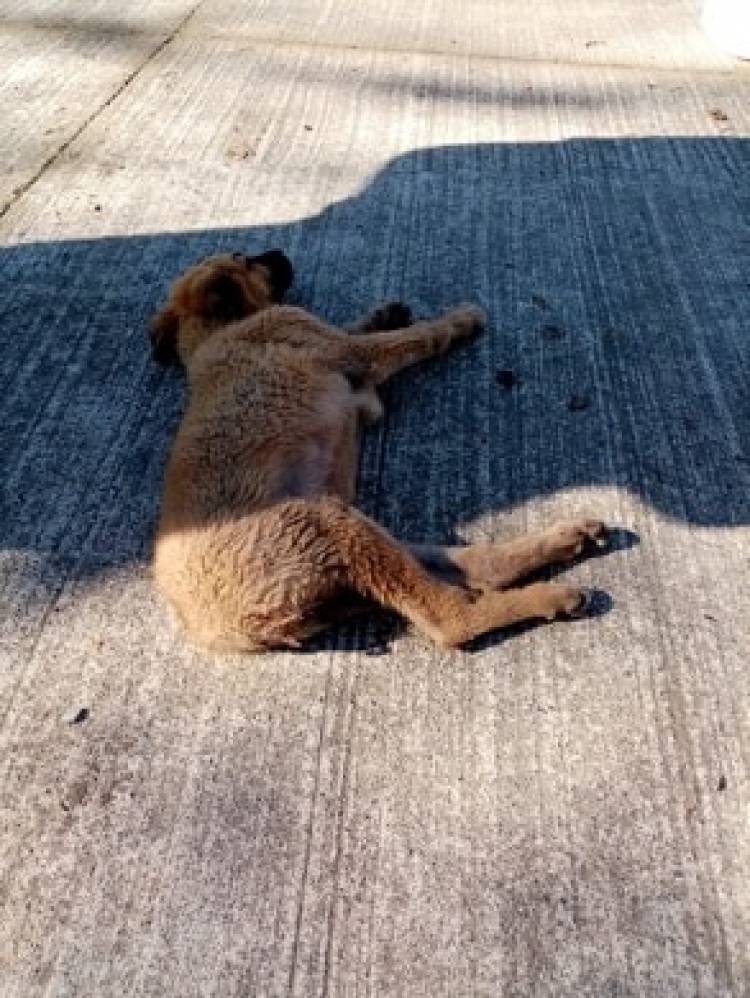 Vecinos increpan a carabinero luego de atropellar a perro en la Alameda de Linares