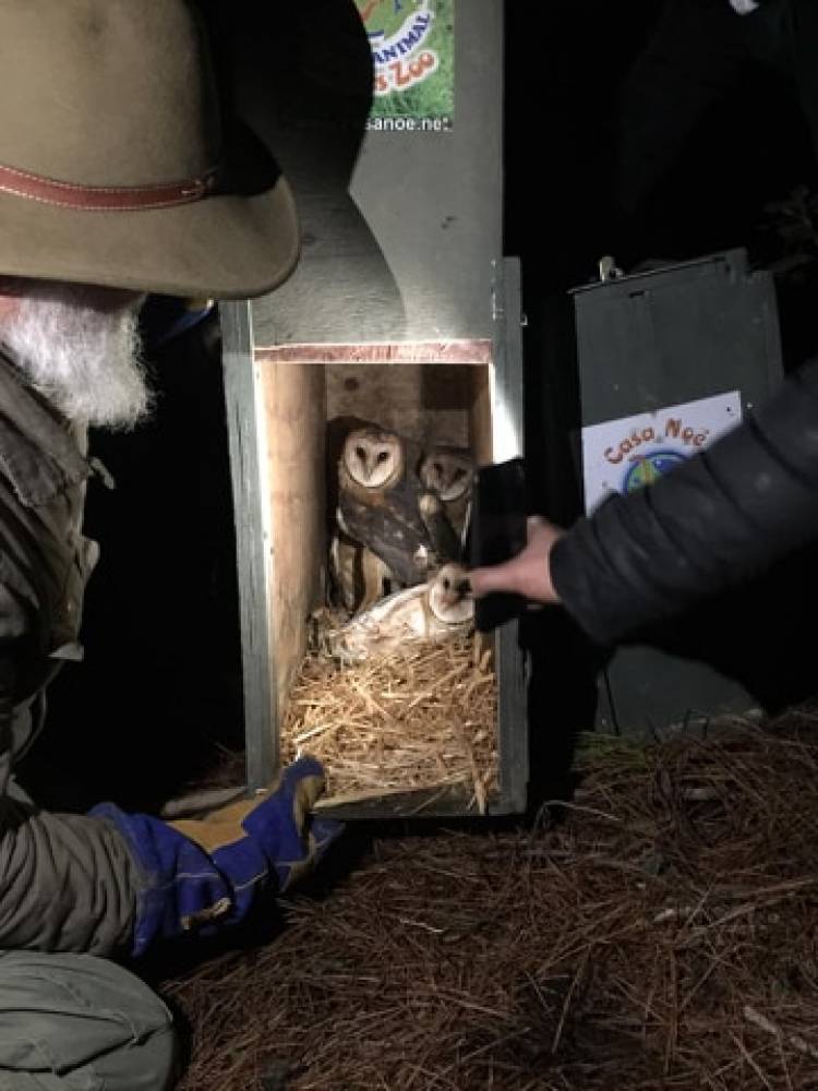 “Casa Noé, Mundo Animal” libera 10 lechuzas en sector embalse Ancoa