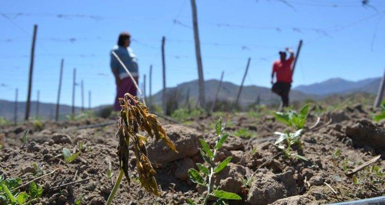 Diputado Rentería piden se decrete emergencia agrícola en la Región del Maule