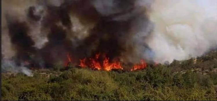 Incendio forestal afecta sector alto del “Cajón El Culmén”