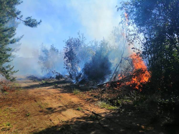 Fuego consume casi 20 hectáreas de bosque nativo en zona de “La Guardia” en la comuna de Colbún
