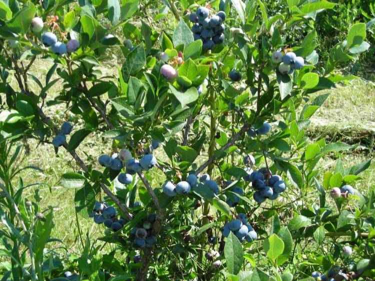 En seminario dieron a conocer proyecto que busca aumentar variedades de arándanos y frambuesos en Maule