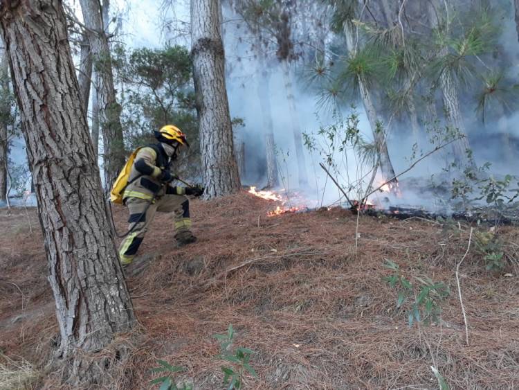 Fuego arrasa con más de 10 hectáreas de pino insigne en sector Peñasco
