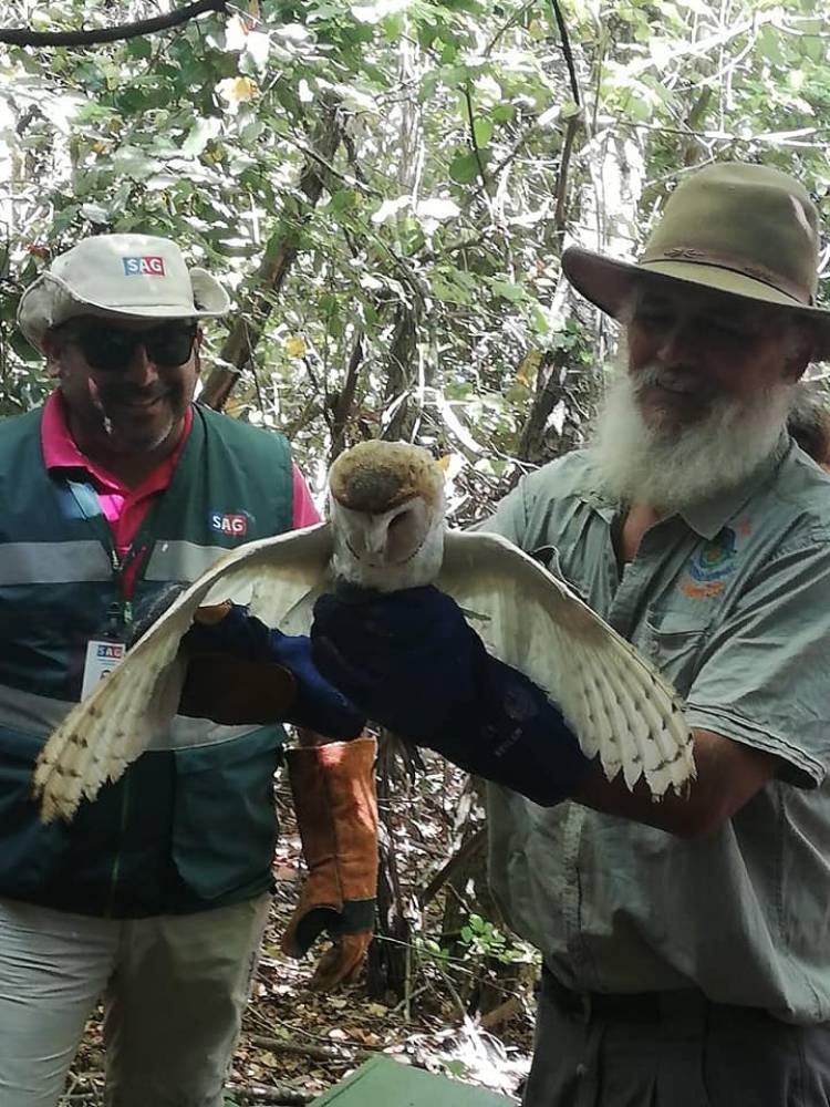 Liberan chunchos, tucúqueres, lechuzas y culebras rehabilitadas en zoológico de Linares