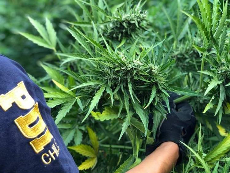 PDI incauta 520 mil dosis de marihuana en Colbún