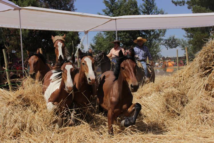 En Lomas de Putagán reviven la “Trilla a Yegua Suelta”