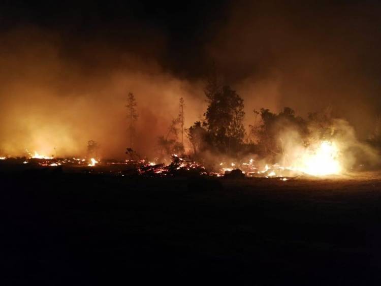 LABOCAR indaga origen de incendio forestal y primeras hipótesis apuntan a descuido de grupo scouts externo a Linares