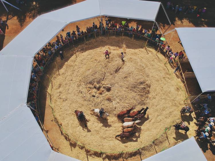 Fiesta de la “Trilla a Yegua Suelta” en Lomas de Putagán