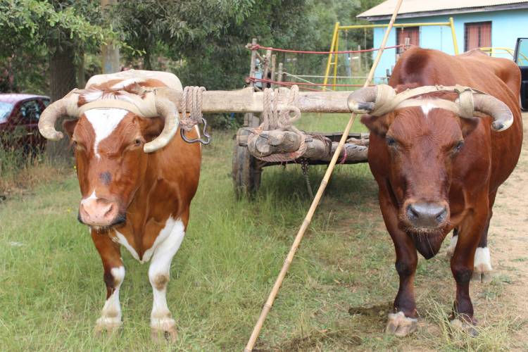 “Los Rabones” tendrá la “Quinta Fiesta de la Carreta” 