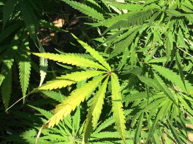 Decomisan mil 197 matas de marihuana desde el Polígono de Tiro de la Escuela de Artillería de Linares