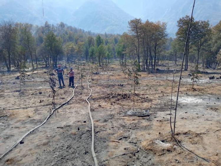 Fuego arrasó con 60 hectáreas en sector “Quebrada de Medina” en “El Melado”