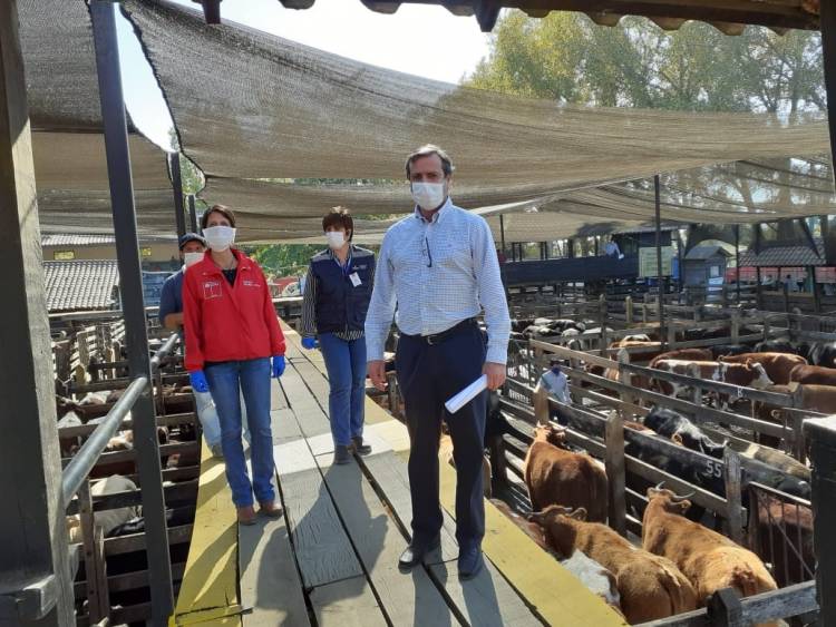 Seremi y gobernadora supervisaron funcionamiento de remate de animales en Linares