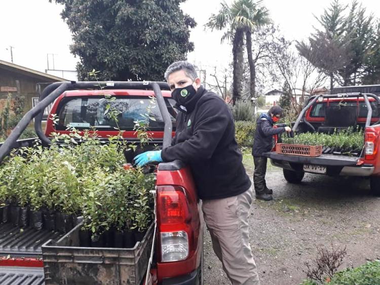 Donan dos mil árboles nativos a Cámara de Turismo Rural Achibueno