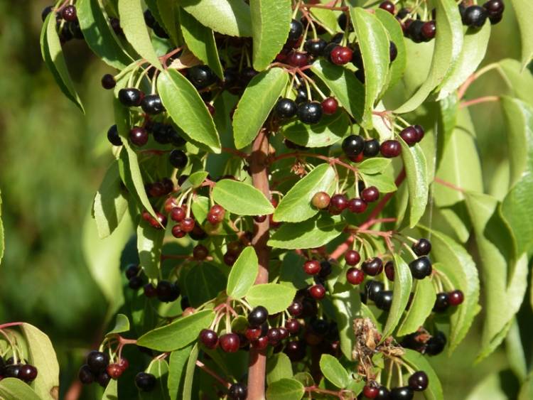 Maqui: el camino de una planta silvestre a un cultivo agrícola