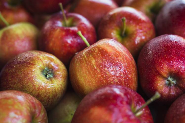 Plagas, alta posibilidad de heladas y producción sustentable: los escenarios a los que se enfrentan los cultivos de manzana actualmente