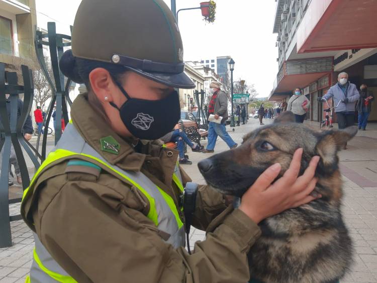 El Maule contará con brigada canina biodetectora de Coronavirus