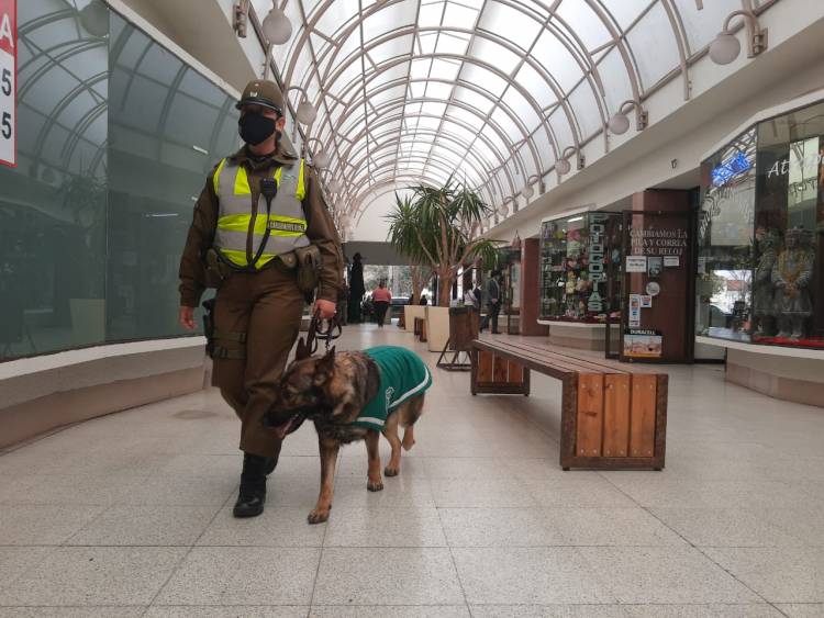 El Maule contará con brigada canina biodetectora de Coronavirus