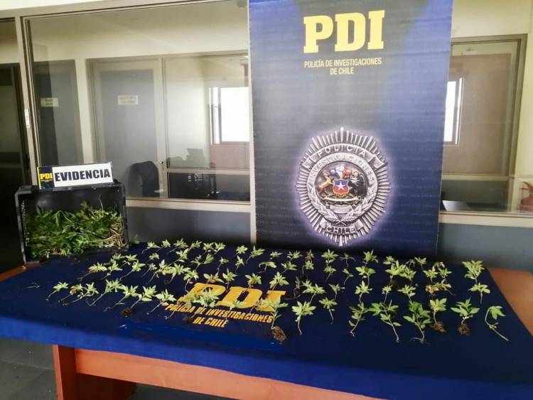 PDI San Javier decomisa 288 plantas de cannabis sativa