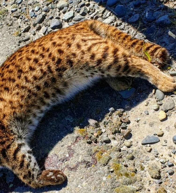 Encuentran un gato güiña atropellado en el cruce a Constitución en la Ruta Cinco sur