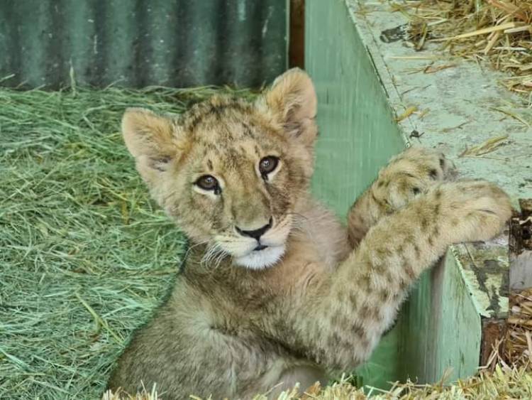 Leoncita Sarabi es la nueva integrante de “Casa Noé, Mundo Animal” de Linares