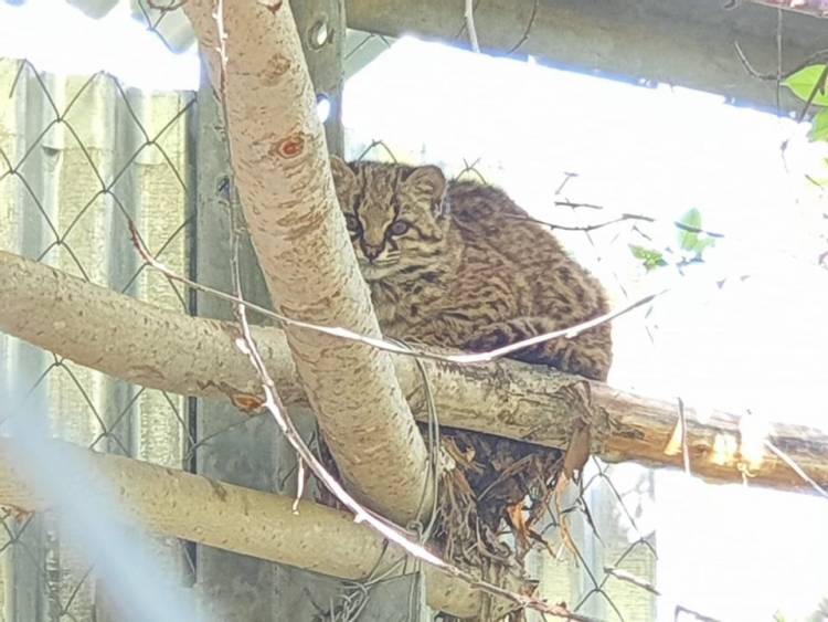 Liberan gato güiña en sector "Los Cipreses"