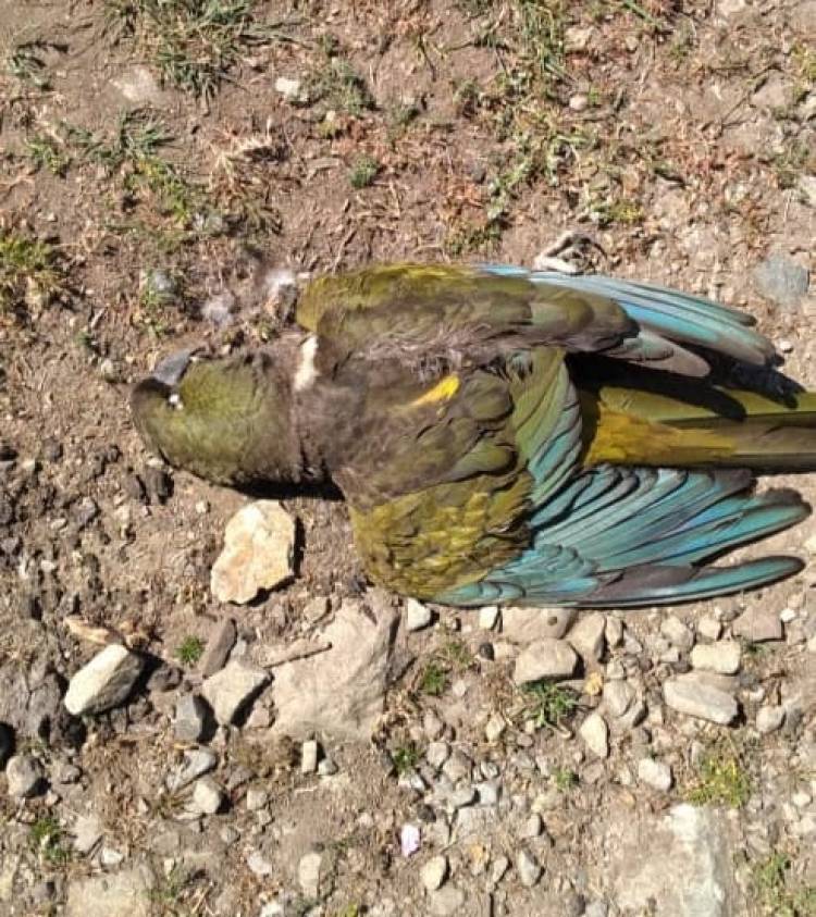 Vecinos denuncian muerte de "Loros Tricahue" en la zona de "Juan Amigo" en el Santuario Achibueno