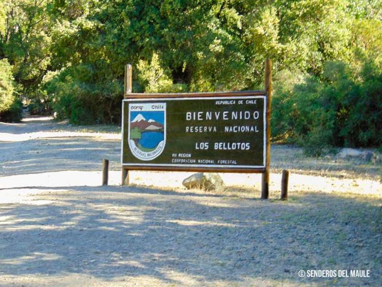 Última Hora: Cuatro personas están extraviadas al interior de la Reserva Nacional "Los Bellotos"