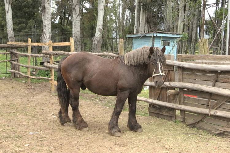 Positivo plan de mejoramiento genético de caballos en la comuna de Colbún