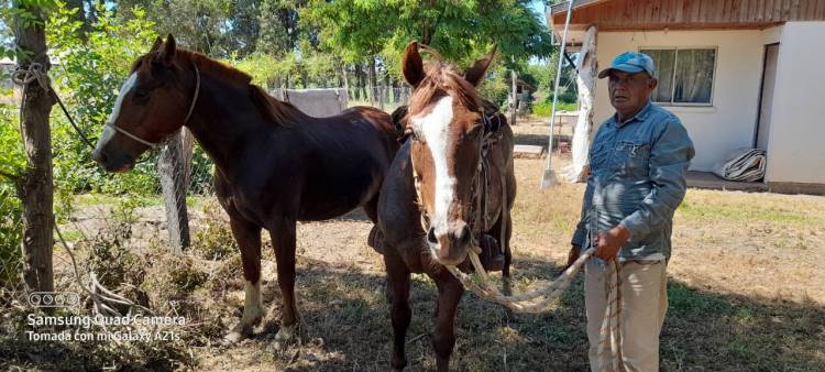 En libertad sujeto acusado del delito de receptación de dos caballos