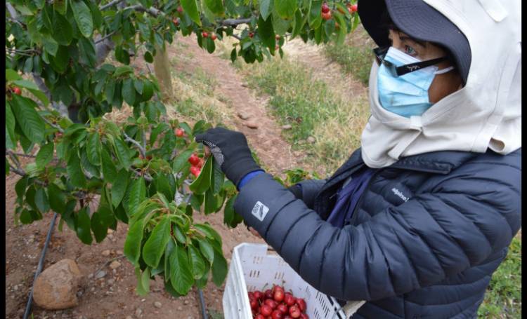 Refuerzan capacitaciones en el rubro agrícola para prevenir el Covid-19