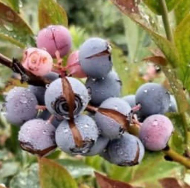 Lluvias provocan pérdidas millonarias en la fruticultura de Linares y el Maule