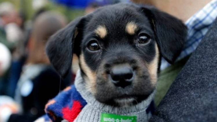 Municipio de Linares convoca a la Primera Jornada de Adopción y Adiestramiento Canino