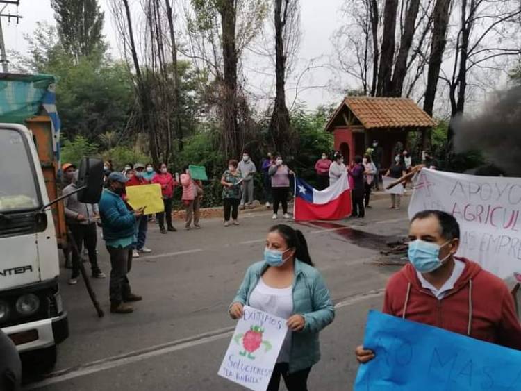 Productores de frambuesa de Longaví protestan y piden apoyo debido a graves daños que origina plaga de la mosca “Drosophila suzukii”