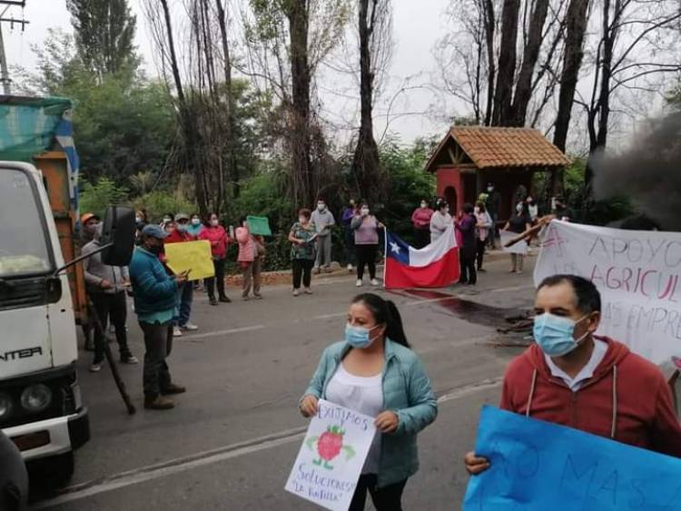 Productores de frambuesa de Longaví protestan y piden apoyo debido a graves daños que origina plaga de la mosca “Drosophila suzukii” 