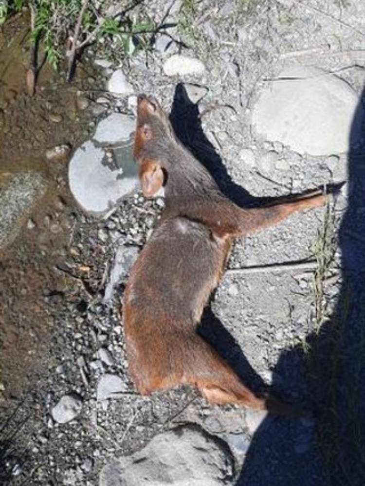 Impacto genera hallazgo de Pudu muerto en las aguas del río Ancoa