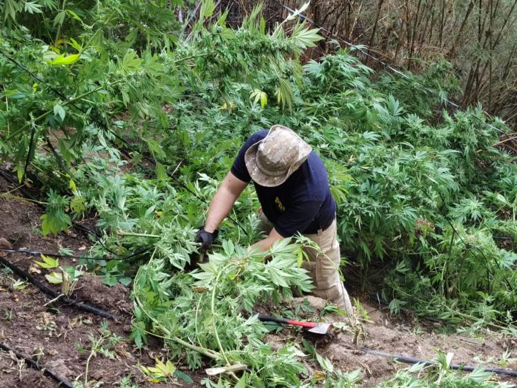 PDI decomisa más de 9 mil plantas de marihuana en la zona de "Los Boldos" en la comuna de Colbún