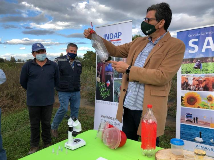 Ministerio de Agricultura aumenta a 750 las trampas para controlar la plaga "Drosophila Suzukii" en la zona de Longaví y Retiro