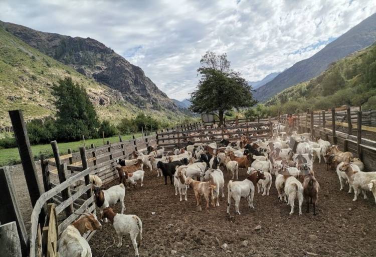 En etapa final las veranadas en la provincia de Linares